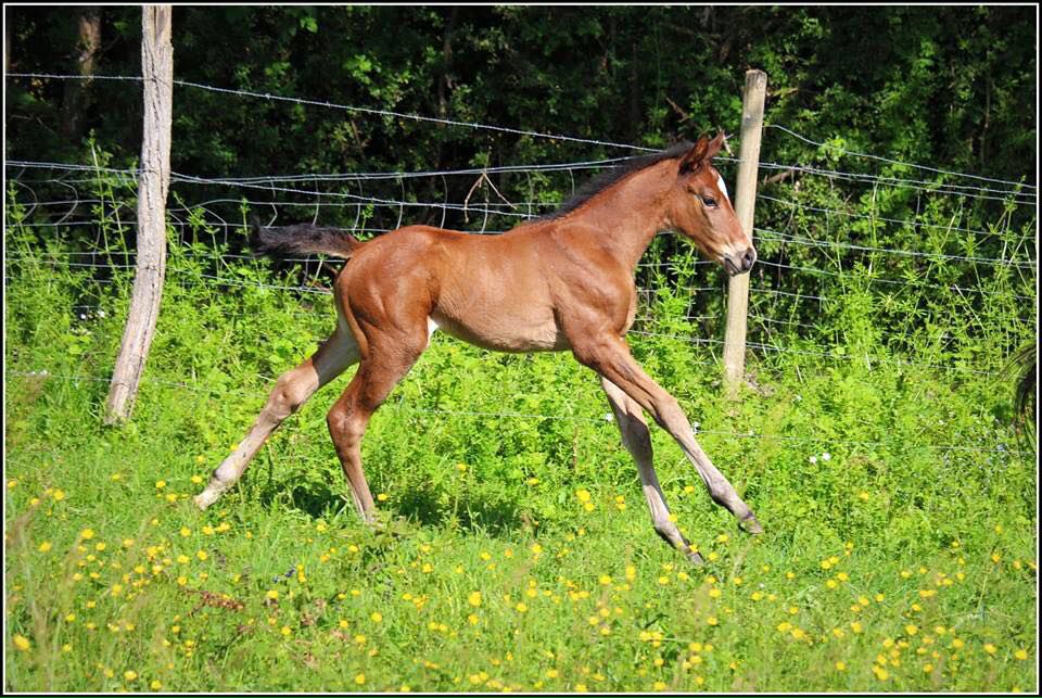 ZZ TOP - KWPN Dutch Warmblood 2004 by Glock's Tango