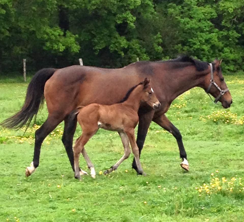 ZZ TOP - KWPN Dutch Warmblood 2004 by Glock's Tango