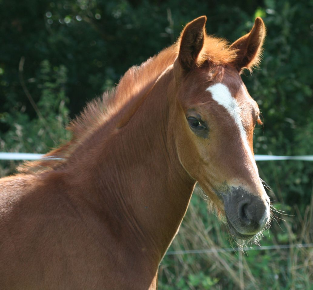 ZZ TOP - KWPN Dutch Warmblood 2004 by Glock's Tango