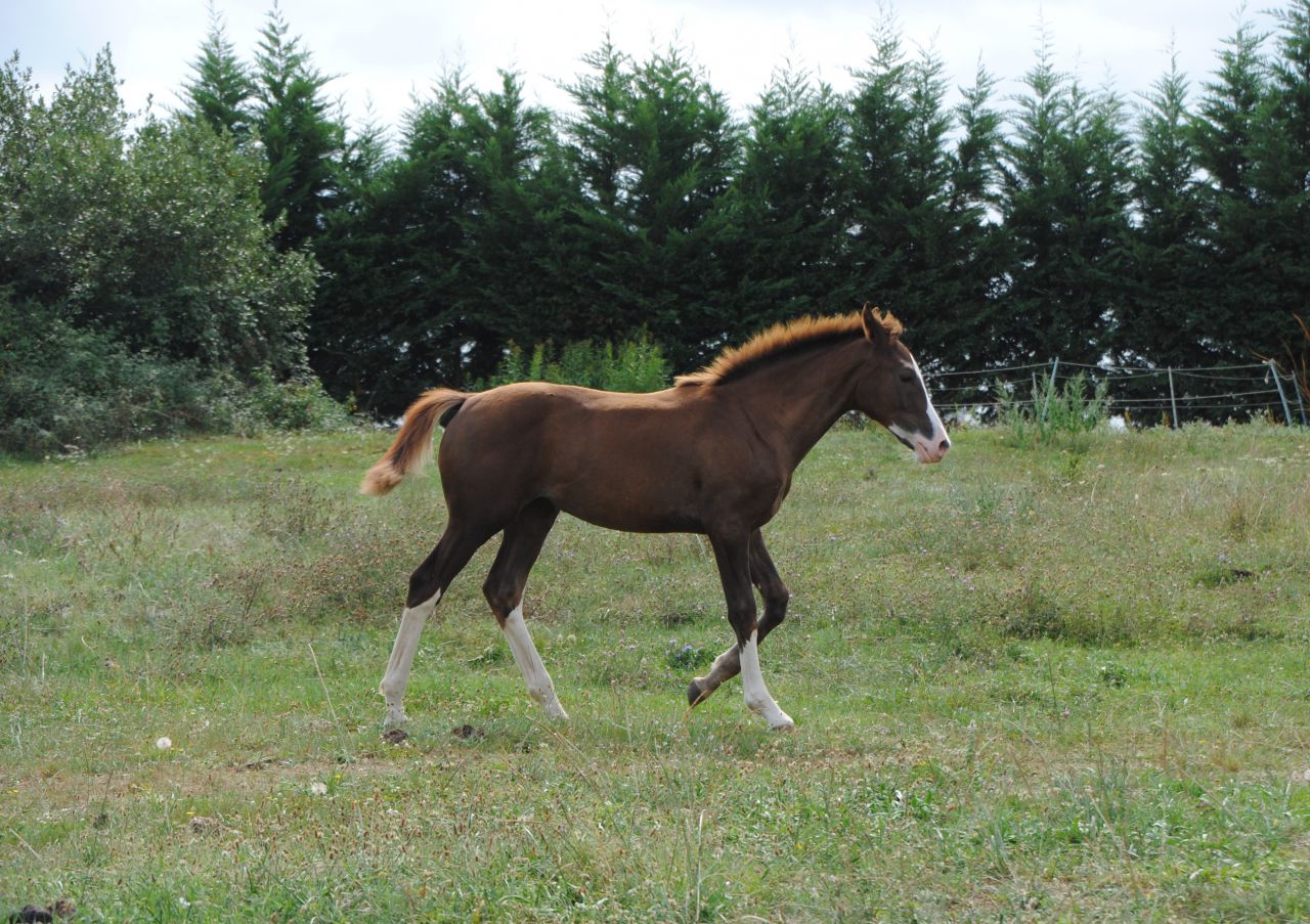 ZZ TOP - KWPN Dutch Warmblood 2004 by Glock's Tango