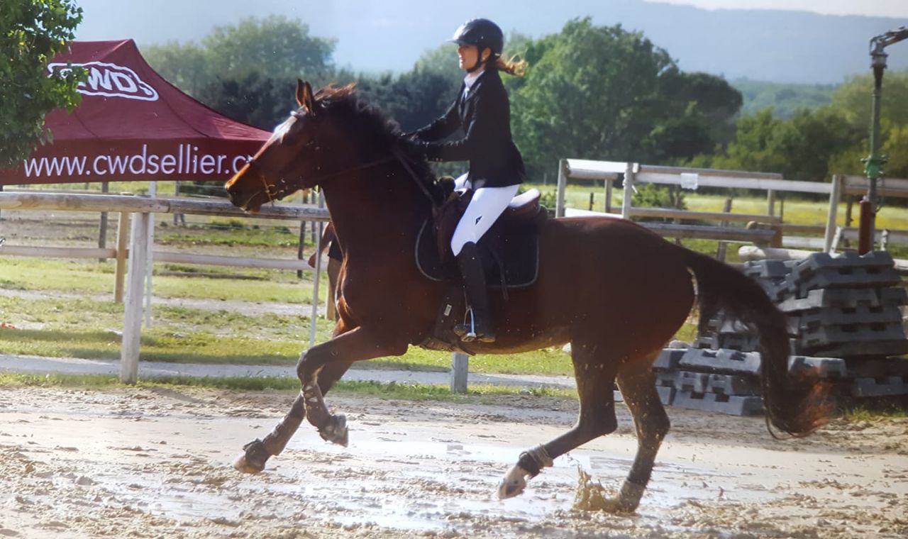 ZZ TOP - KWPN Dutch Warmblood 2004 by Glock's Tango