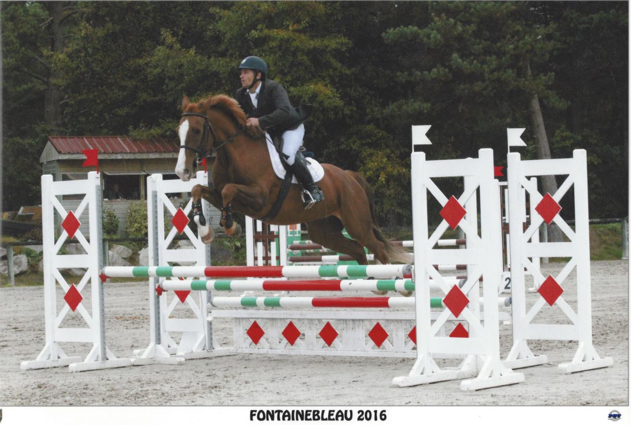 ZZ TOP - KWPN Dutch Warmblood 2004 by Glock's Tango