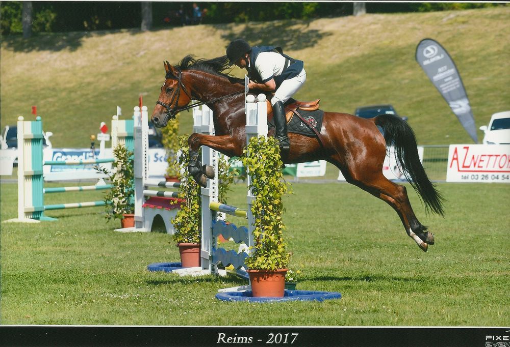 ZZ TOP - KWPN Dutch Warmblood 2004 by Glock's Tango