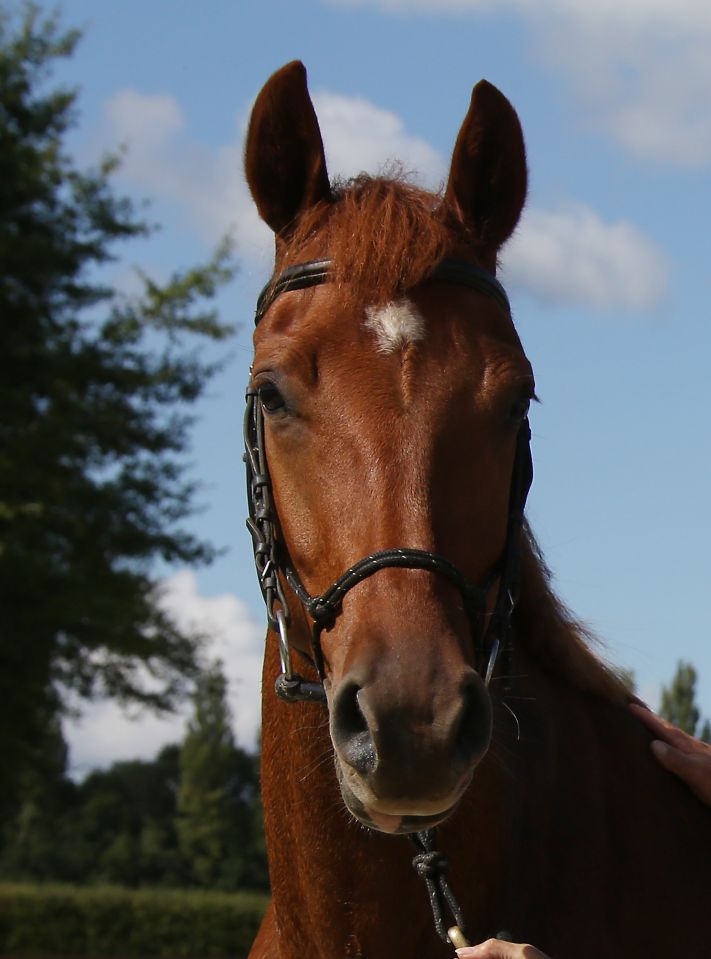 ZZ TOP - KWPN Dutch Warmblood 2004 by Glock's Tango