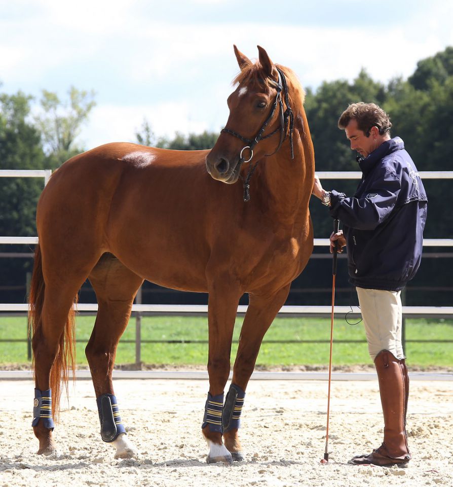 ZZ TOP - KWPN Dutch Warmblood 2004 by Glock's Tango
