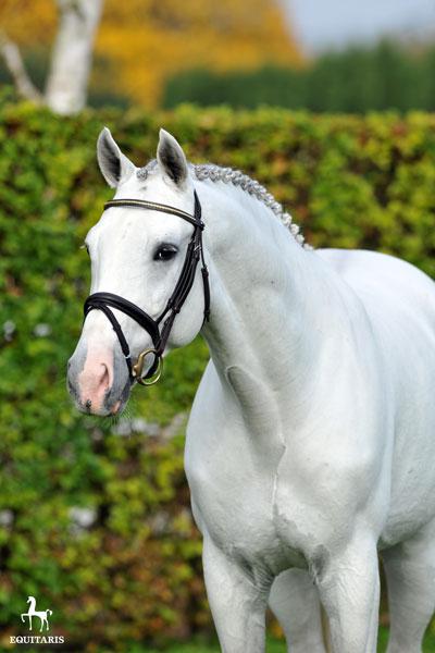 Colestus - Westphalian  2006 by CORNET OBOLENSKY