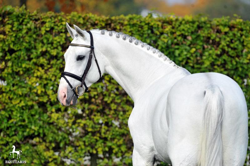 Colestus - Westphalian  2006 by CORNET OBOLENSKY