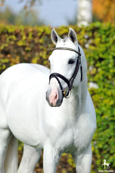 Colestus - Westphalian  2006 by CORNET OBOLENSKY