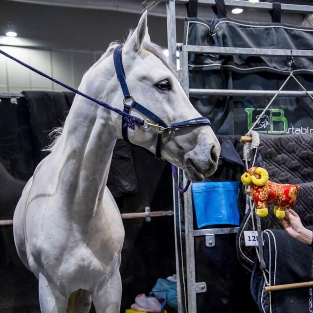 Colestus - Westphalian  2006 by CORNET OBOLENSKY