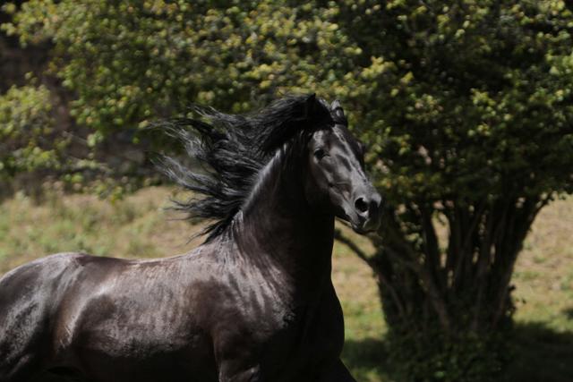 TENORIO DE VERLIN - PRE Pure Spanish Bred 2007 by NIGER V
