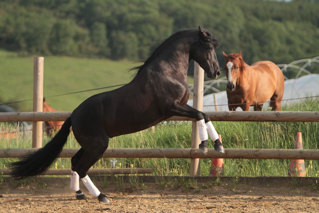 TENORIO DE VERLIN - PRE Pure Spanish Bred 2007 by NIGER V