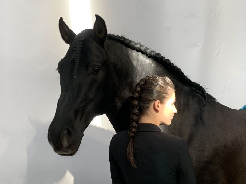 TENORIO DE VERLIN - PRE Pure Spanish Bred 2007 by NIGER V