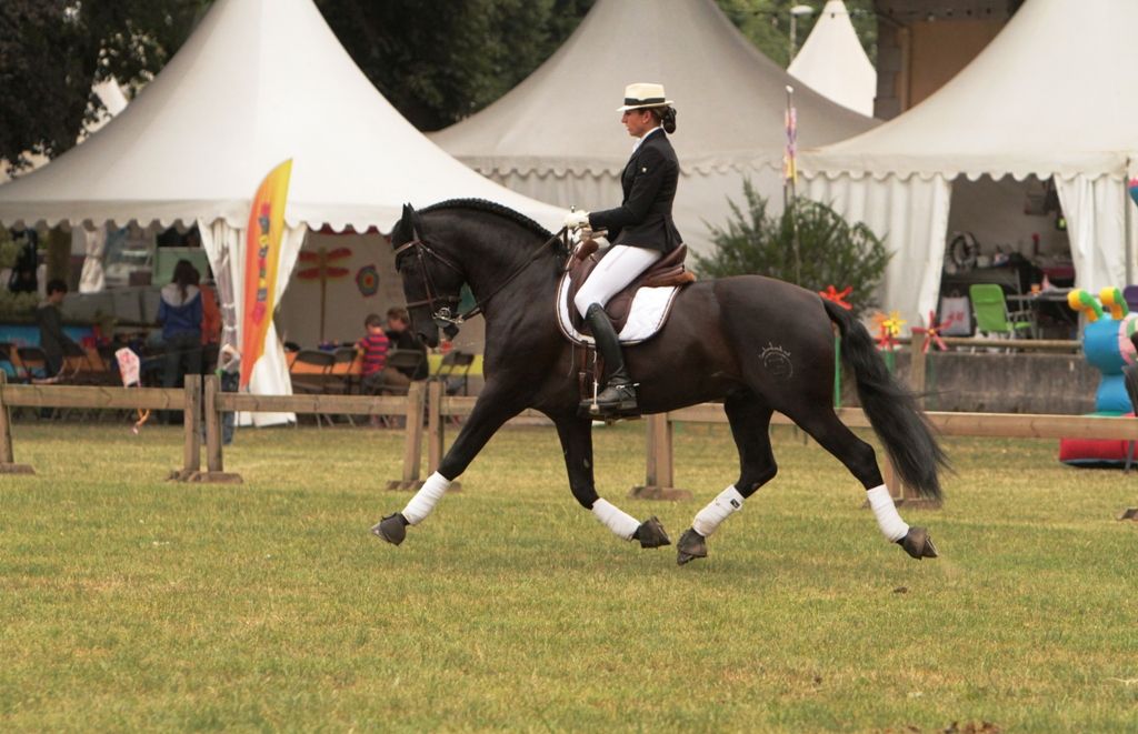 TENORIO DE VERLIN - PRE Pure Spanish Bred 2007 by NIGER V