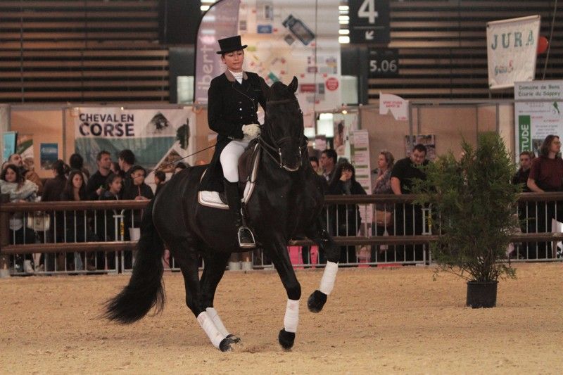 TENORIO DE VERLIN - PRE Pure Spanish Bred 2007 by NIGER V