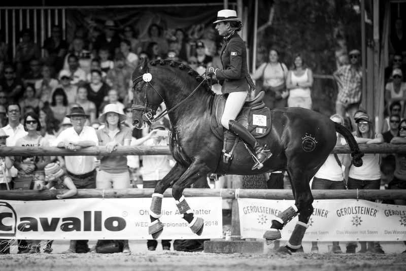 TENORIO DE VERLIN - PRE Pure Spanish Bred 2007 by NIGER V