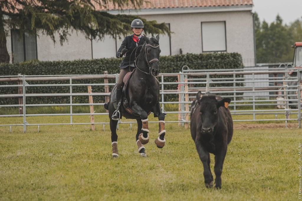 TENORIO DE VERLIN - PRE Pure Spanish Bred 2007 by NIGER V