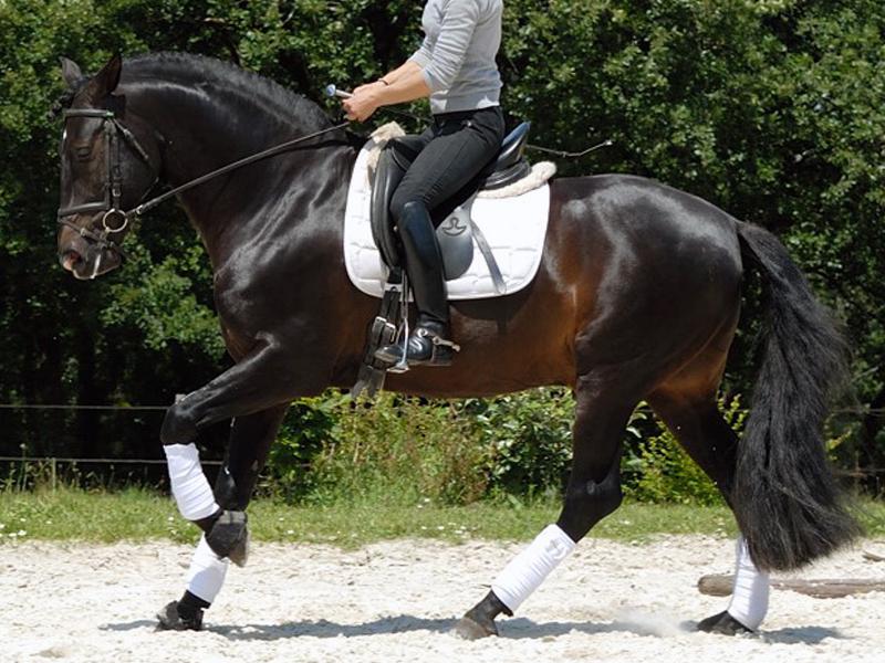 Telguero SBA - PRE Pure Spanish Bred 2007 by ENGANOSO VI