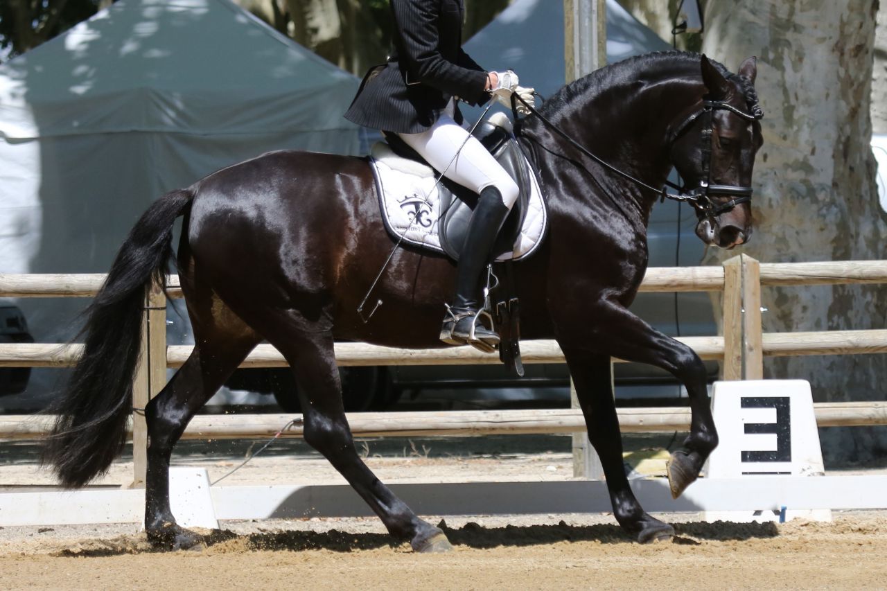Telguero SBA - PRE Pure Spanish Bred 2007 by ENGANOSO VI