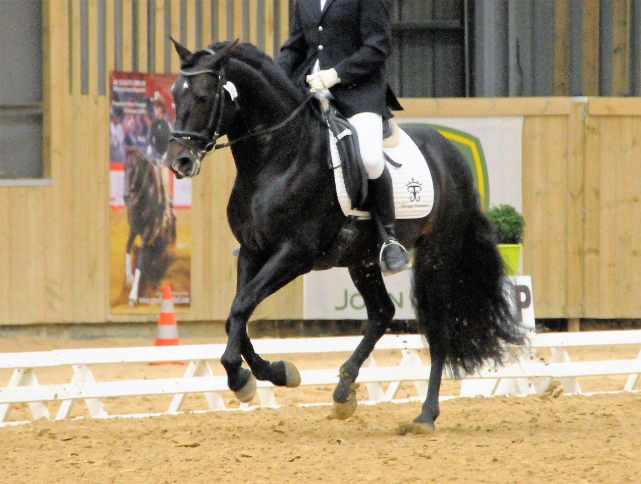 Telguero SBA - PRE Pure Spanish Bred 2007 by ENGANOSO VI