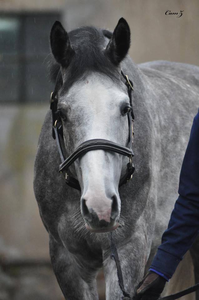 Gelding Selle Français For sale 2012 Grey