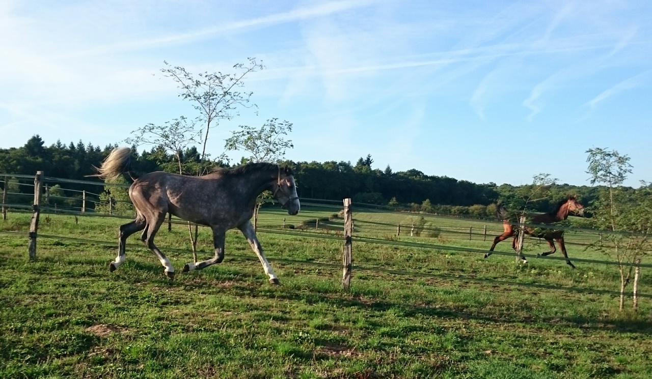 Gelding Selle Français For sale 2012 Grey