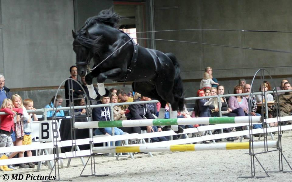DARK VREDESTICHTER 022 - Friesian Arabian 2007