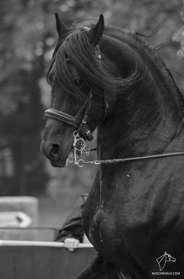DARK VREDESTICHTER 022 - Friesian Arabian 2007