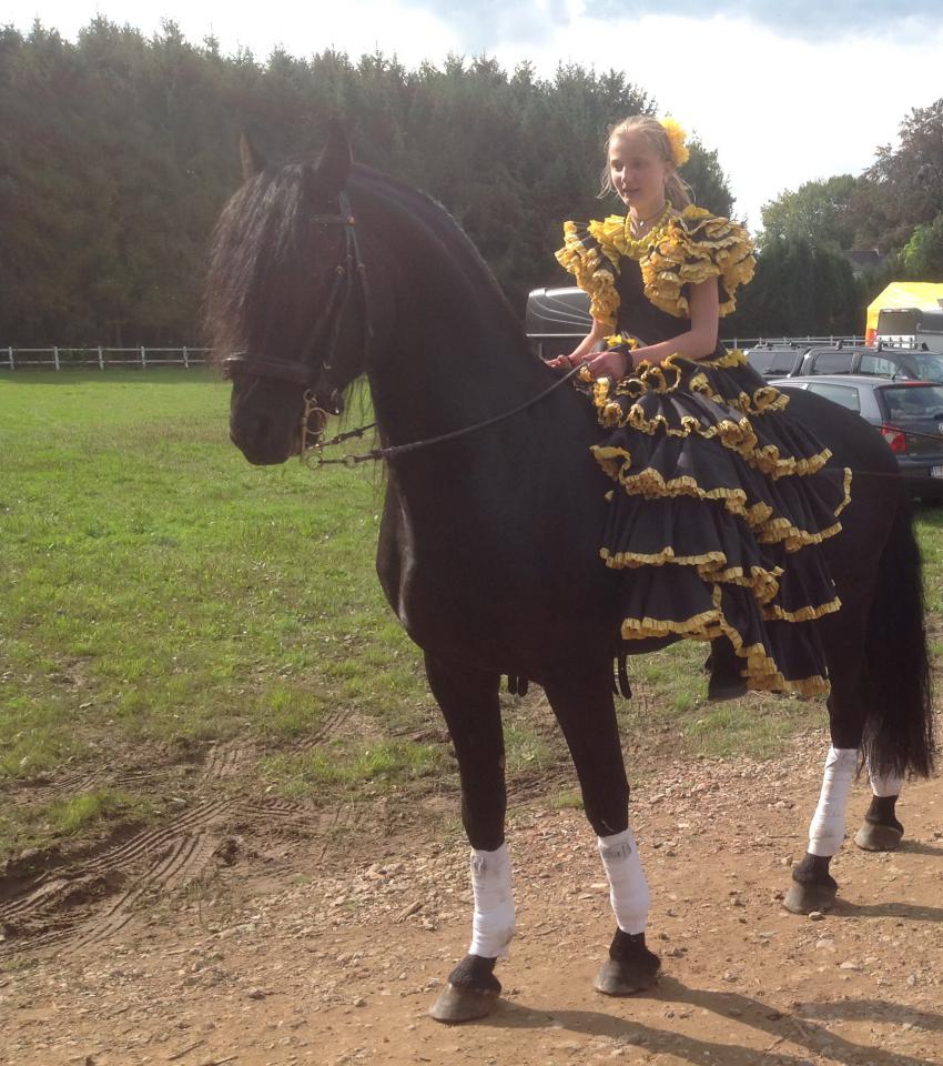 DARK VREDESTICHTER 022 - Friesian Arabian 2007
