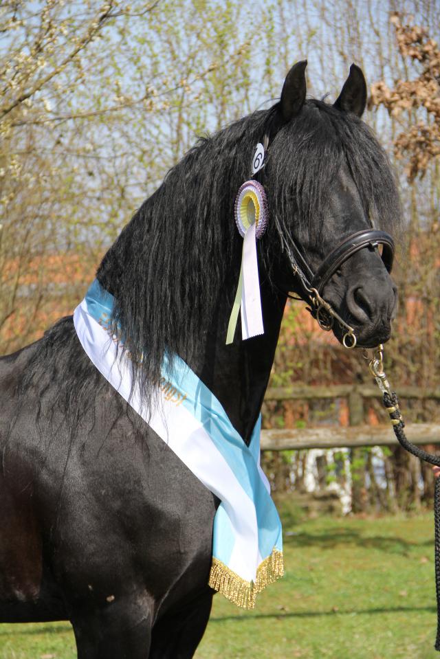 DARK VREDESTICHTER 022 - Friesian Arabian 2007