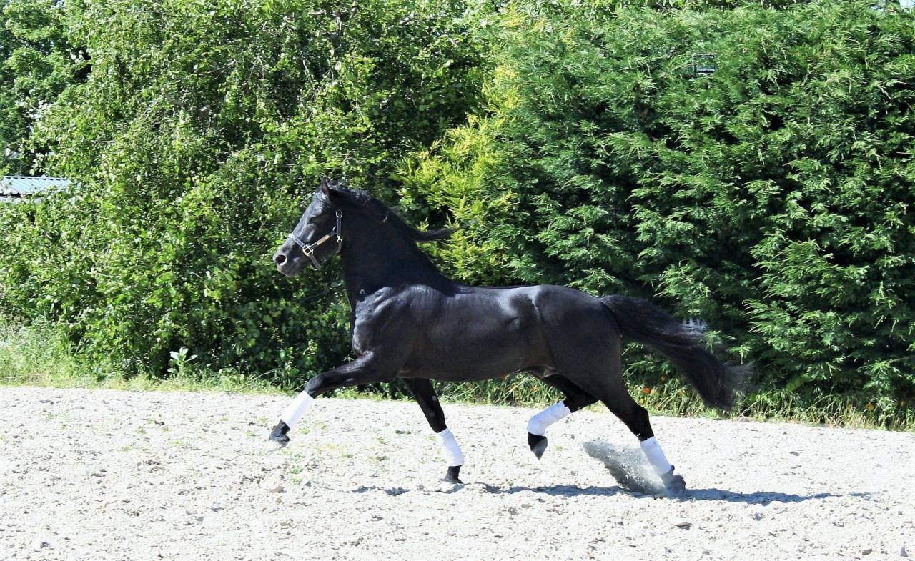DARK VREDESTICHTER 022 - Friesian Arabian 2007