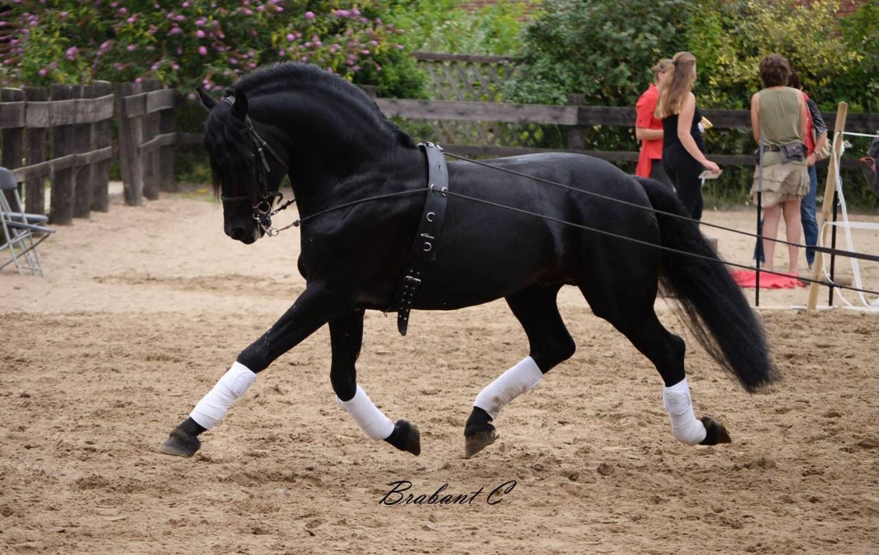 DARK VREDESTICHTER 022 - Friesian Arabian 2007
