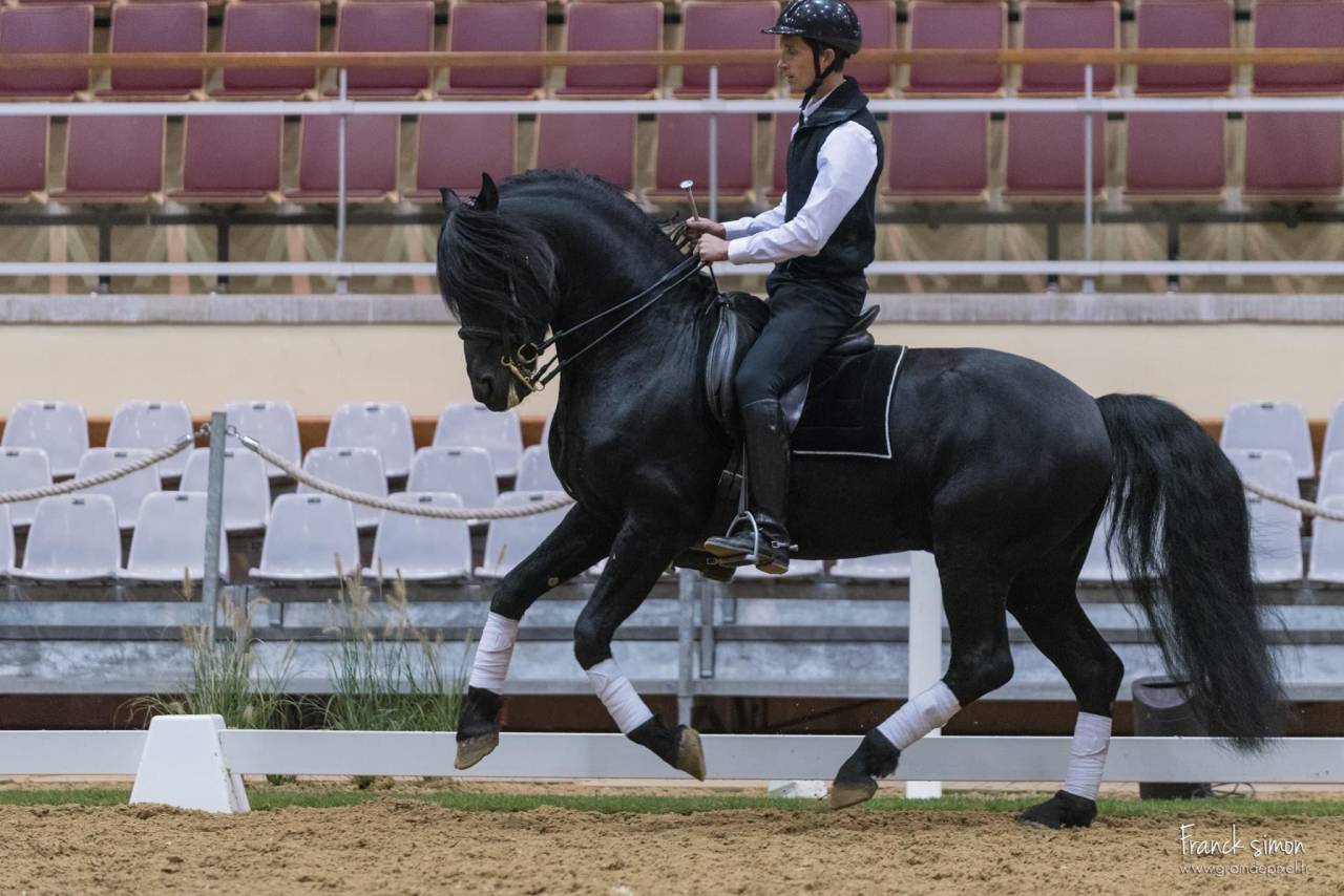 DARK VREDESTICHTER 022 - Friesian Arabian 2007