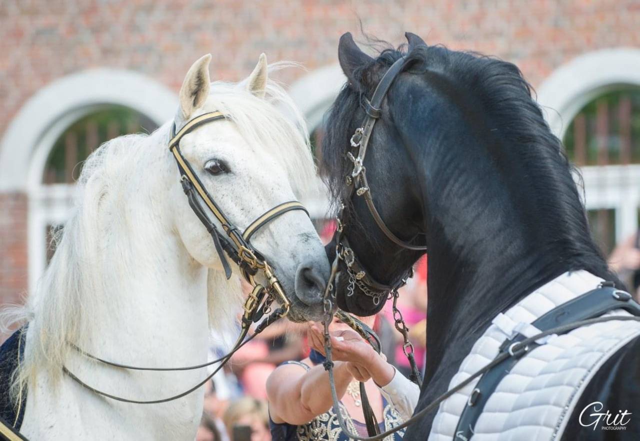 DARK VREDESTICHTER 022 - Friesian Arabian 2007