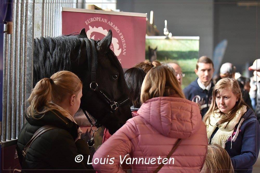 DARK VREDESTICHTER 022 - Friesian Arabian 2007