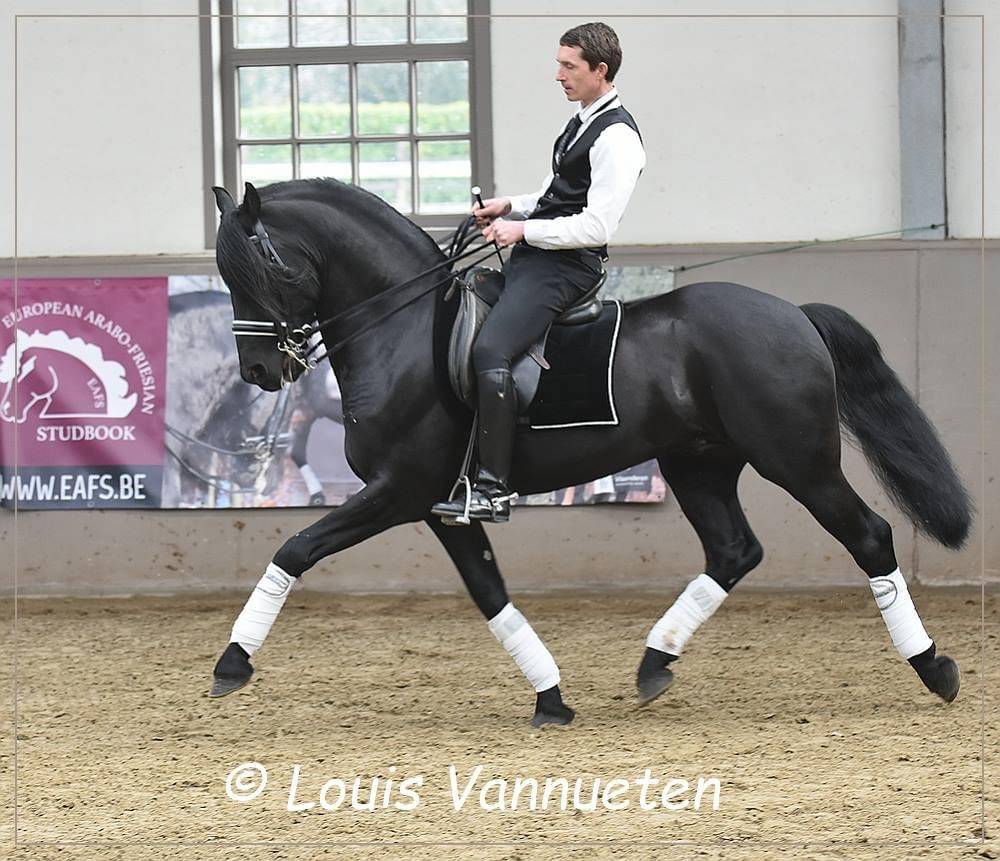 DARK VREDESTICHTER 022 - Friesian Arabian 2007
