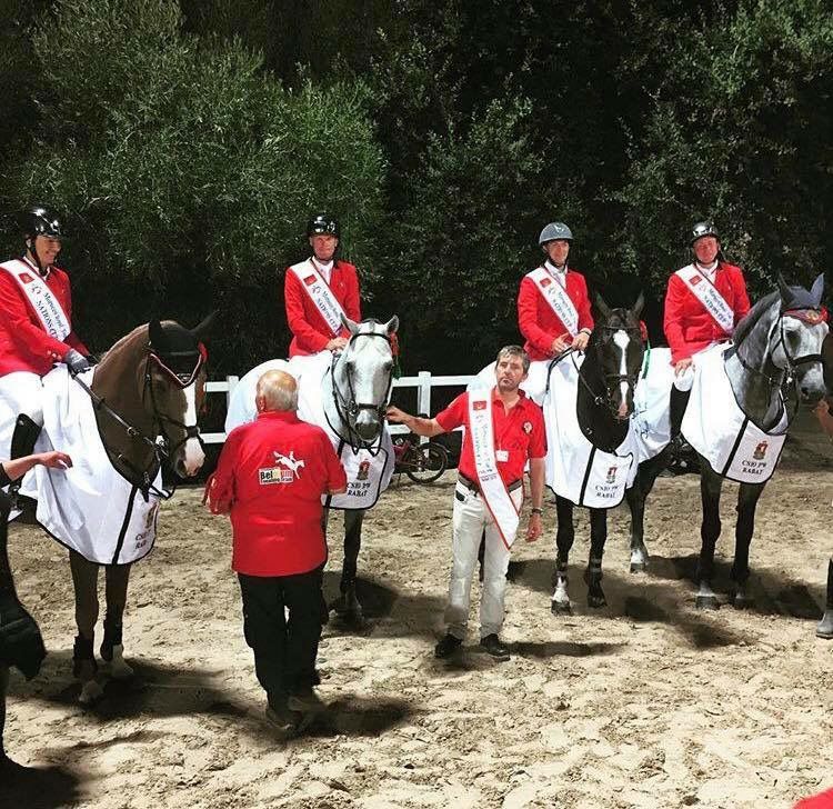 Garfield des Templiers - BWP Belgian Warmblood 2006 by Quazimondo z