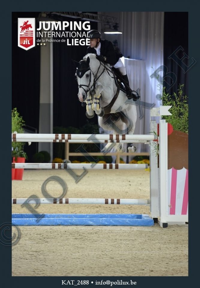 Garfield des Templiers - BWP Belgian Warmblood 2006 by Quazimondo z