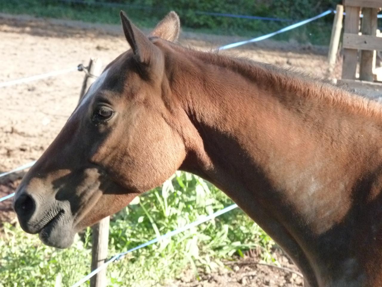 Gelding Curly For sale 2009 Bay