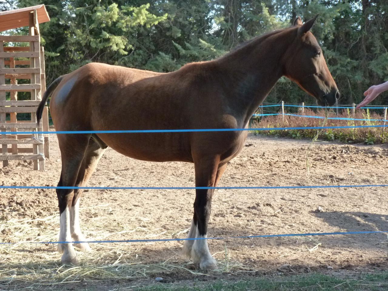 Gelding Curly For sale 2009 Bay