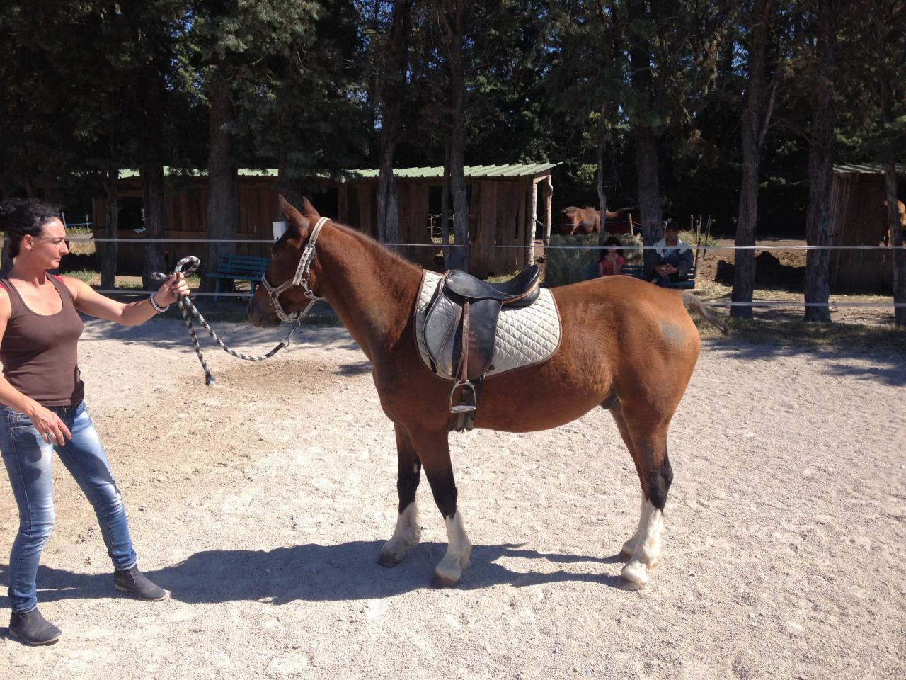 Gelding Curly For sale 2009 Bay
