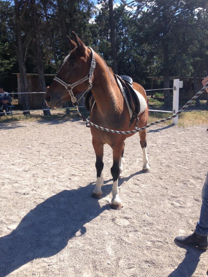 Gelding Curly For sale 2009 Bay