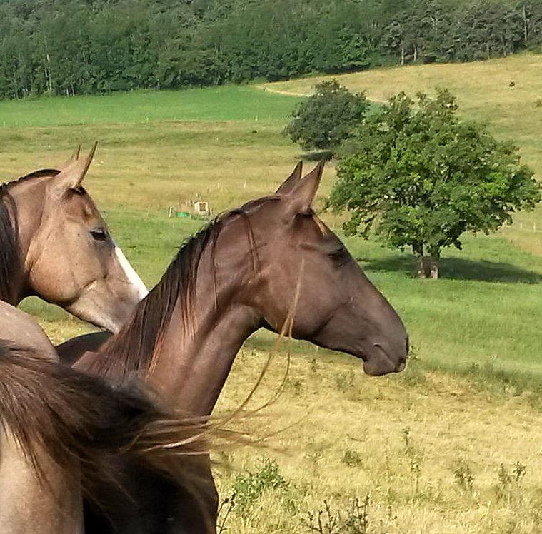 Mare Akhal Teke For sale 2012 Buckskin