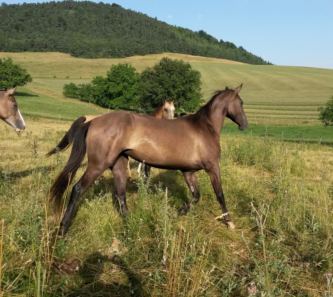 Mare Akhal Teke For sale 2012 Buckskin