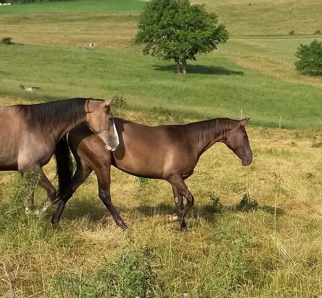 Mare Akhal Teke For sale 2012 Buckskin