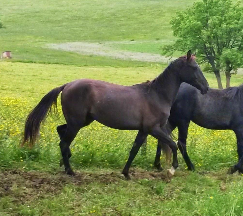 Mare Akhal Teke For sale 2012 Buckskin
