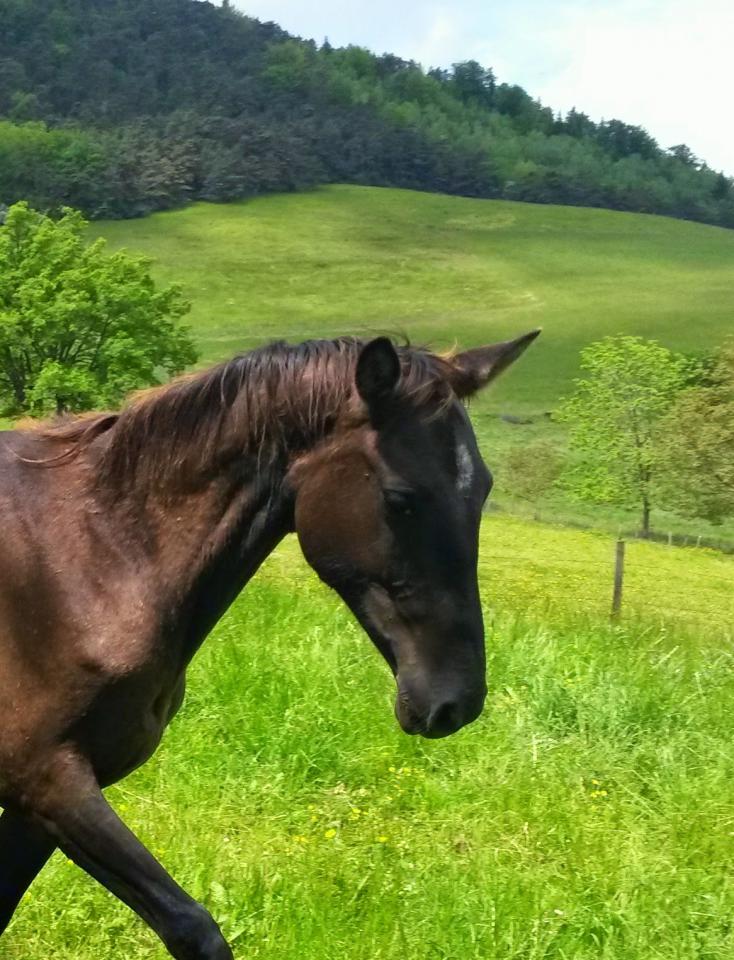 Mare Akhal Teke For sale 2012 Buckskin