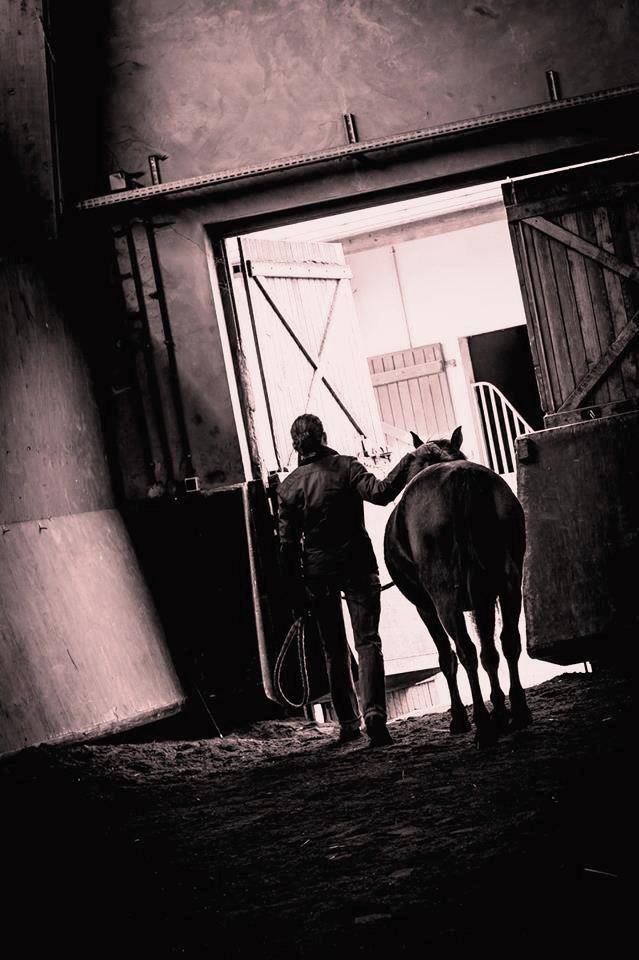 Cheval-Authentique | Equine services > Intuitive communication