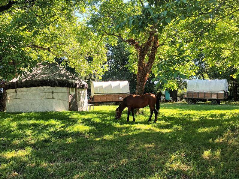 Cheval-Authentique | Equine services > Intuitive communication