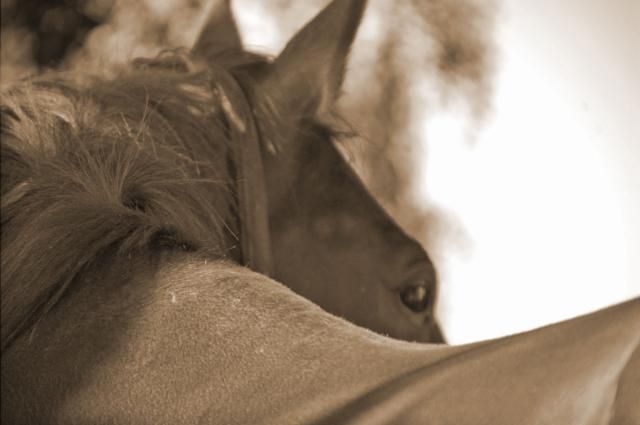 Cheval-Authentique | Equine services > Personal development