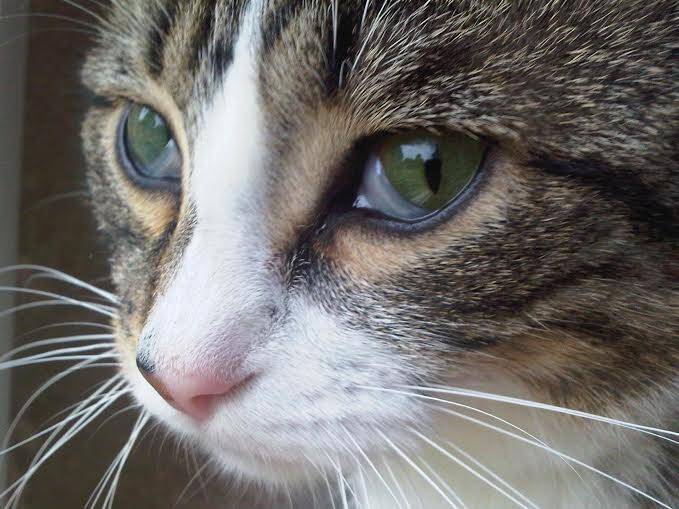 Cheval-Authentique | Equine services > Personal development